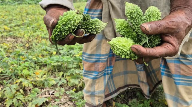 Farmer Holding Fresh Bitter Gourds In Hands Close Up