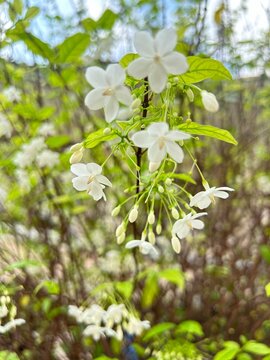 Moke  tree flowers