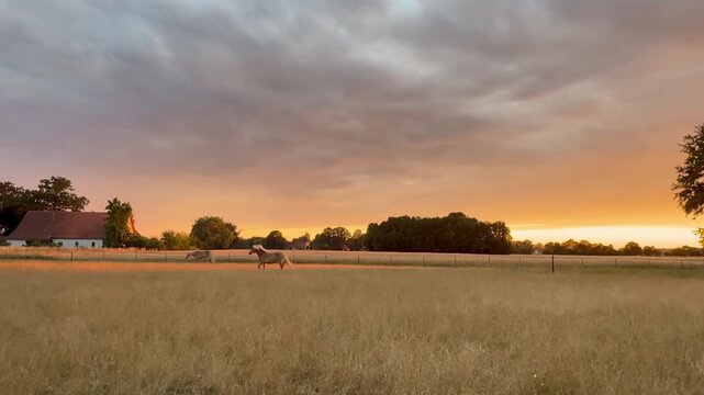 Haflinger auf Sommerweide im goldenen Sonnenuntergang - Laufendes Pferd auf ruhiger Sommerweide im warmen Licht des Sonnenuntergangs. Idyllische Landschaft mit weiter Wiese, alten B&auml;umen und