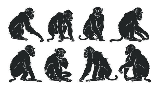 Chimpanzee silhouette collection, black monkey vector set of 8 primate figures, wild ape animal silhouettes for nature and wildlife design