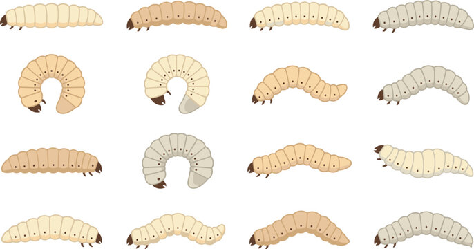 Insect Larva and Beetle Grub Vector Icon Set Featuring Various Pest Maggot Caterpillar and Woodworm Worm Creatures for Biology Education and Agriculture Designs