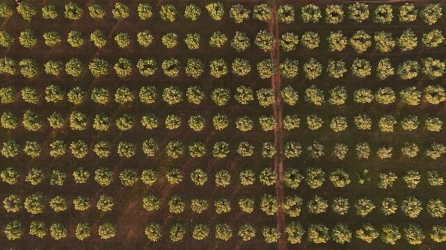 Drone Shot of Geometric alligned Organic Olive Tree Orchard
