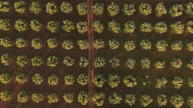 Drone shot of Olive trees plantation. Typical mediterranean species.