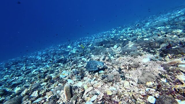 Hawksbill sea turtle blends among coral formations on the reef, showcasing its detailed shell and unique beauty. Fish swim above, adding motion and life to this vibrant marine landscape.