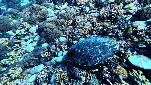 Hawksbill sea turtle explores a colorful coral reef, surrounded by branching corals and sponges. Its graceful movement and unique shell make it a true icon of tropical marine life