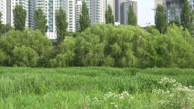 아파트 단지를 배경으로 한 노들섬 푸른 갈대밭