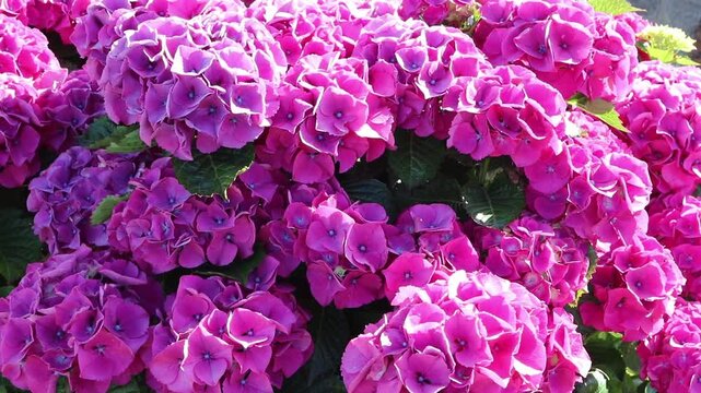 Lush Hydrangea macrophylla bush swaying in the wind during golden sunset backlight. Pink flowers with blue centers create a dreamy summer garden atmosphere.