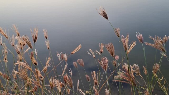 Wild Fingergrass Flowers Swaying Gently in the Wind by a Calm Lake, Minimalist Nature Landscape at Sunset