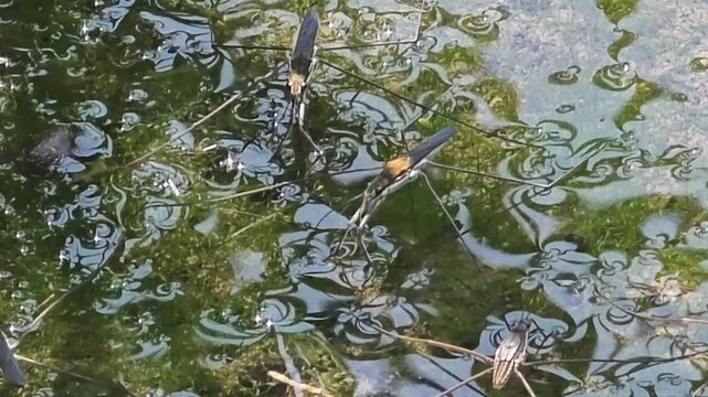 
4k.Group of Water Striders (Pond Skaters) Gliding on the Calm Water Surface of a Pond, Macro Wildlife Shot #003

 