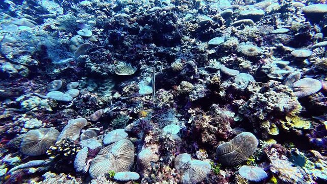 Razorfish swim vertically among branching corals and sponges, blending perfectly with the vibrant reef environment. Their slender bodies create an unusual and fascinating sight in the underwater world