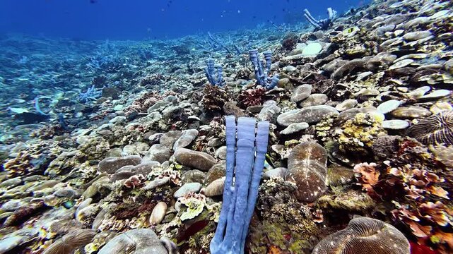 Clusters of blue tube sponges stand out on a lively coral reef teeming with marine life. The vivid blue tubes and rich coral diversity form a beautiful underwater scene full of contrast and structure.