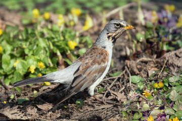 Kwiczoł(Turdus pilaris). © Janusz Lipiński