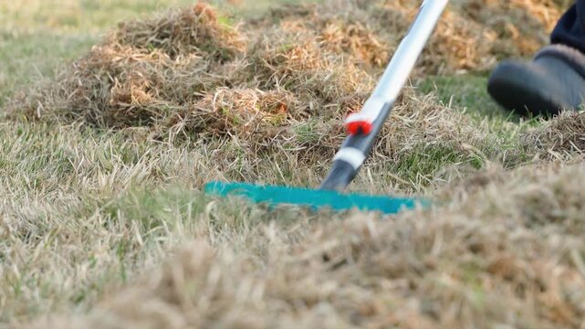 Close-up of fan rake removing dry dead grass from lawn in spring 