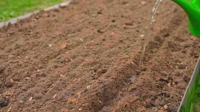 Watering garden row with watering can to prepare soil before sowing seeds 