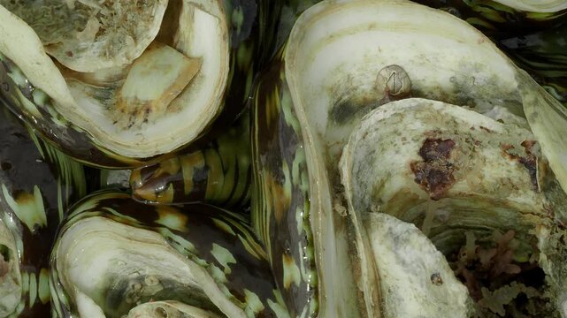 Giant Clam Mantle and Shell Texture Exposed at Tropical Reef Low Tide