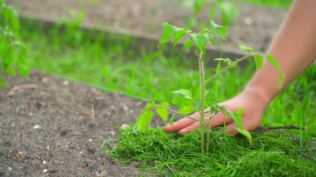 Male hand mulching soil with cut grass on tomato bed close-up 