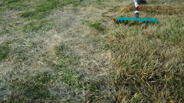 Raking dry grass and dead thatch from lawn with rake in spring 