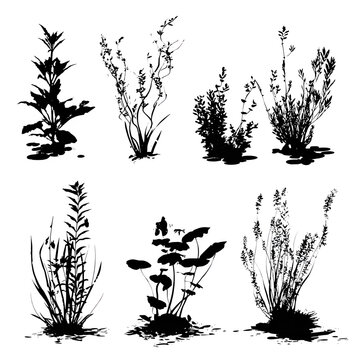 Black silhouettes of various wild botanical plants and garden shrubs arranged neatly on transparent background