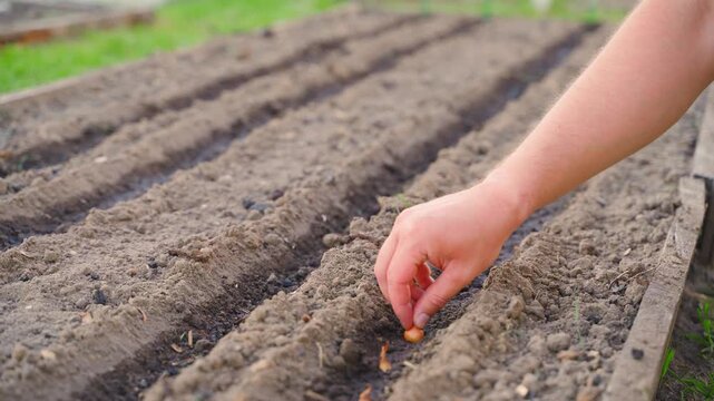 Hand planting onion sets into garden bed by hand 