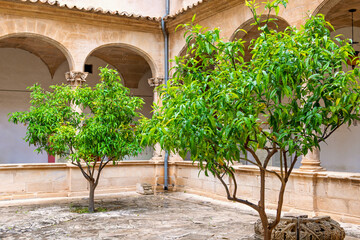 Fototapeta premium Lush green trees in courtyard outside Palma cathedral in Mallorca