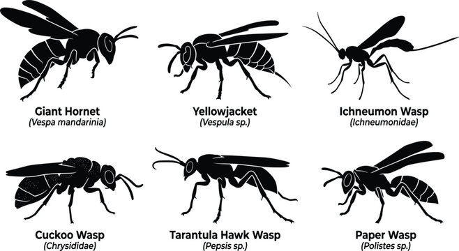 Wasp and Hornet Species Silhouette Icon Set Featuring Giant Hornet, Yellowjacket, Tarantula Hawk, Ichneumon, and Paper Wasp Graphics