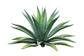 Fototapeta premium Agave Plant With Pointed Leaves On Transparent Background