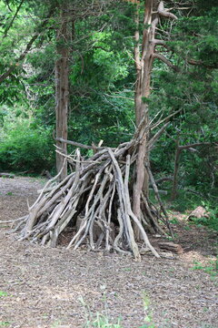 tree branches tipi