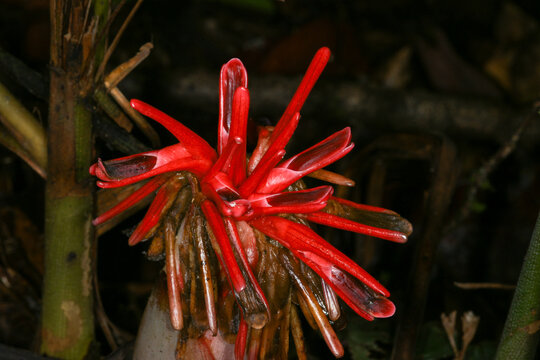 Hornstedtia incana, tropical ginger with red inflorescence in the Kelabit Highlands, Borneo