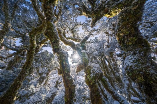 Close-up of tree branches and leaves in a dense forest