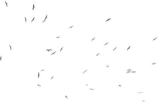 Black bird silhouettes fly across white background. Scattered flight paths create dynamic motion.