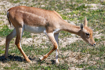 Fototapeta premium Deer grazing outdoors in grassy area