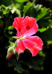 Obraz premium pink,red,white,colorful flowers of geranium potted plany close up