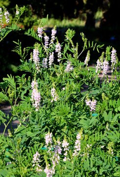 pink flowers of Galega officinalis plant close up