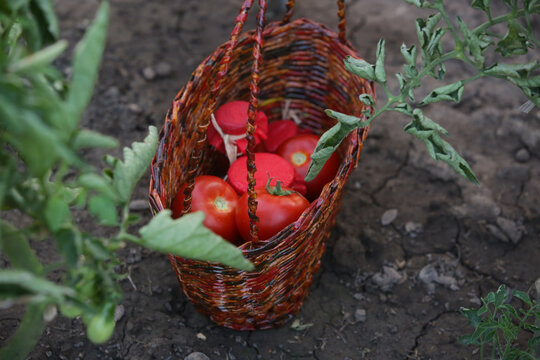 Wicker basket full of tomatoes and jars of home-canned food in the garden