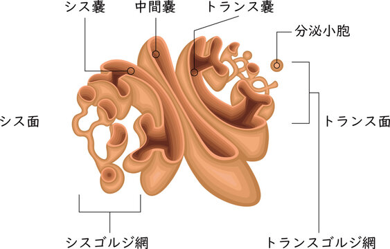 Golgi Apparatus Anatomy with Cis Face, Medial Cisternae, Trans face, CGN, TGN and Secretory Vesicles