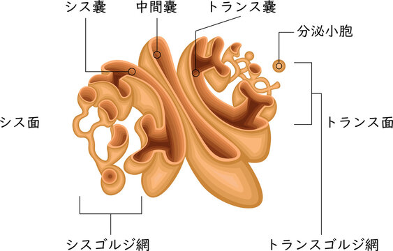 Golgi Apparatus Anatomy with Cis Face, Medial Cisternae, Trans face, CGN, TGN and Secretory Vesicles