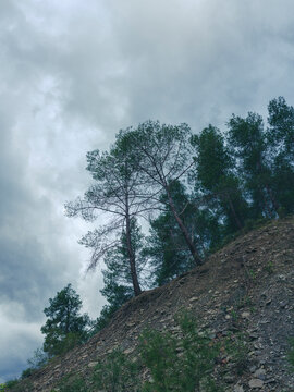 Fresh woodland scenery with blooming nature