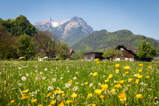idyllic alpine meadow  with flowers and snowcapped mountain range in switzerland