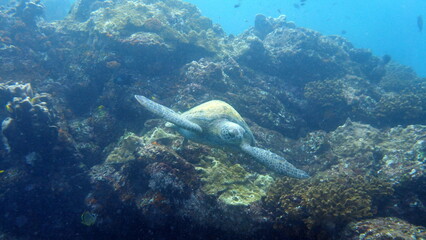 Underwater View of a Sea Turtle Swimming Over a Rocky Coral Reef in Coiba National Park, Panama © sujesh80