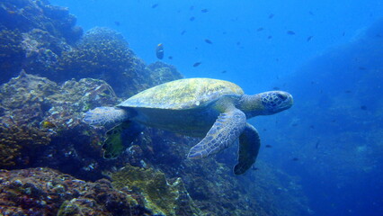 Underwater Side View of a Sea Turtle Gliding Along a Rocky Coral Reef in Coiba National Park, Panama © sujesh80