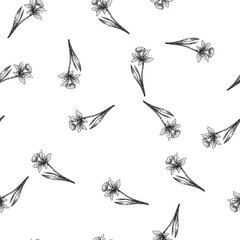 Fototapeta premium seamless pattern spring daffodil hand drawn. yellow bulb, narcissus perennial, petals fragrance spring daffodil black sketch illustration