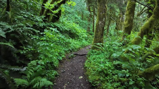 4K smooth action camera hiking footage along a dense forest trail on Saddle Mountain in Oregon's Coast Range, Pacific Northwest, USA. Ideal for nature, adventure, travel and background b-roll
