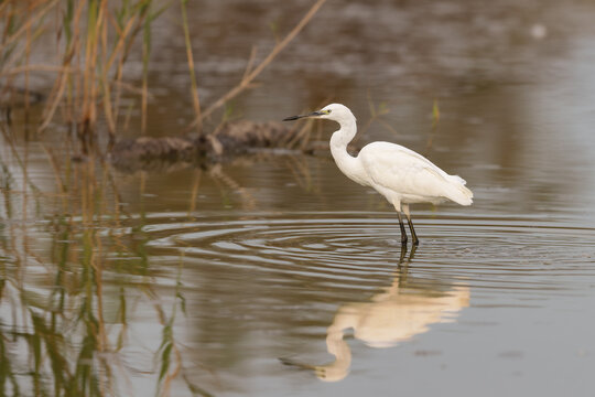 Little egret (Egretta garzetta) hunting in the shallow water of a lagoon in the Camargue, France.
