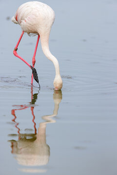 Greater flamingo (Phoenicopterus roseus) feeding in the shallow water of a lagoon in the Camargue, France.