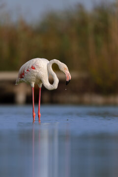 Greater flamingo (Phoenicopterus roseus) standing in the shallow water of a lagoon in the Camargue, France.