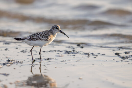 Curlew sandpiper (Calidris ferruginea) searching for food in a lagoon in the Camargue, France.