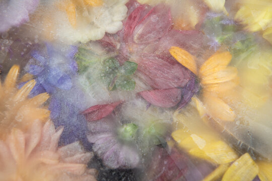 abstract frozen dahlia and cosmos flowers in watercolor effect background