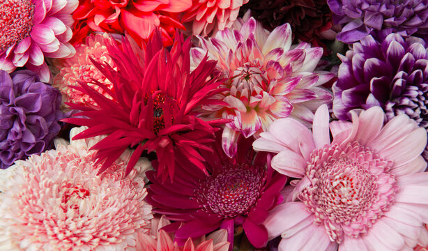 abstract chromatic bloomscape with red and pink dahlia flowers