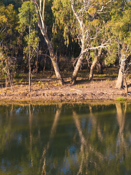 Aerial view of gum trees on a river bank reflecting in the water forming an X pattern
