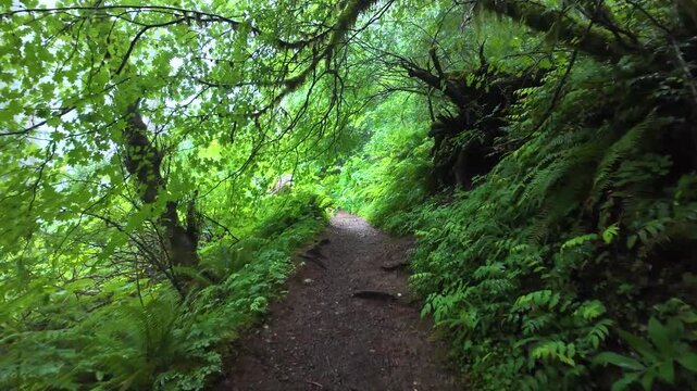4K smooth action camera hiking footage along a dense forest trail on Saddle Mountain in Oregon's Coast Range, Pacific Northwest, USA. Ideal for nature, adventure, travel and background b-roll